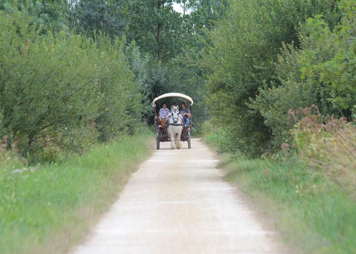 Sentier du Marais à parcourir en calèche
