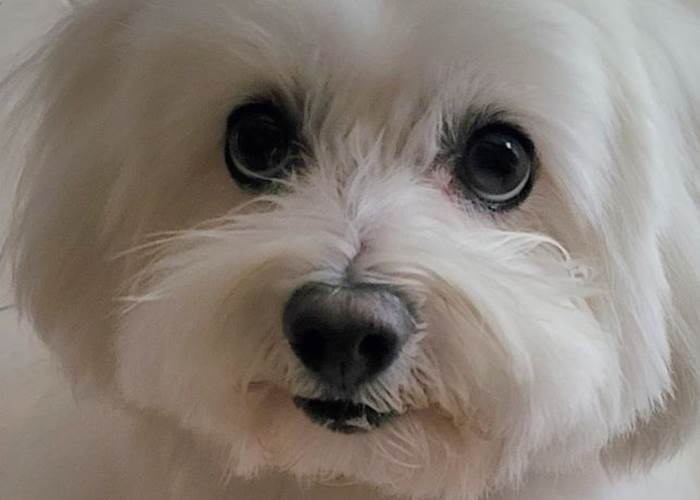 Oscar, Coton de Tuléar