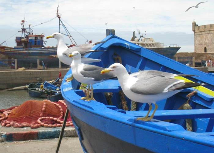 les goélands d'Essaouira
