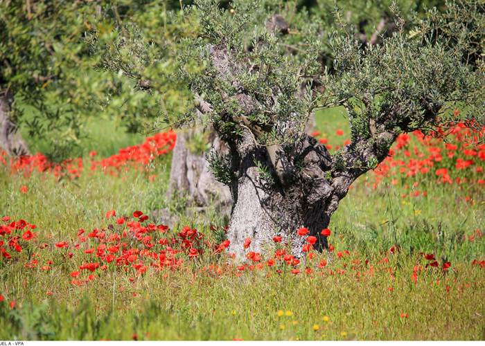 Coquelicot au pied olivier. Copyright.14257--HOCQUEL_A_-_VPA-1600px