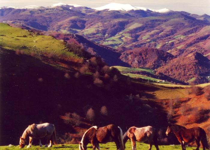 Pottoks saio automne