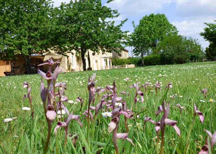 Des orchidées devant la maison-page