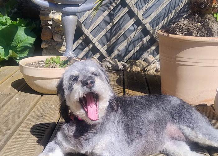 Vacances avec mon chien