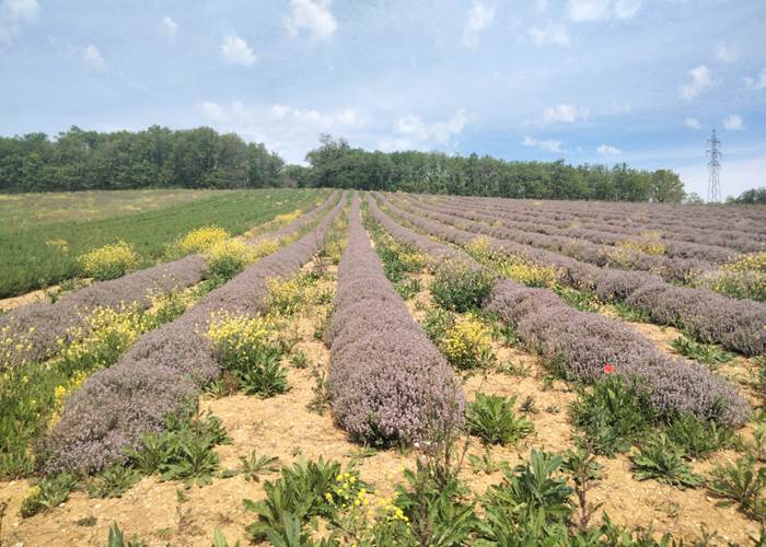 Thym en fleurs
