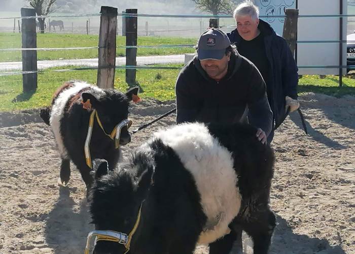ferme_vache_voir