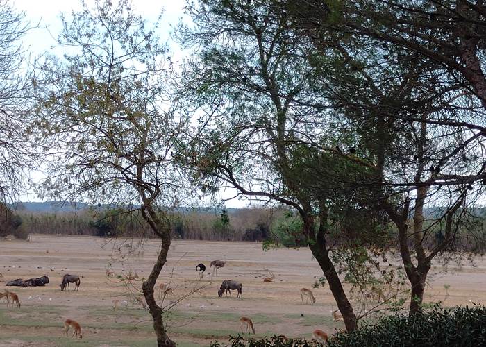 Réserve Africaine de Sigean