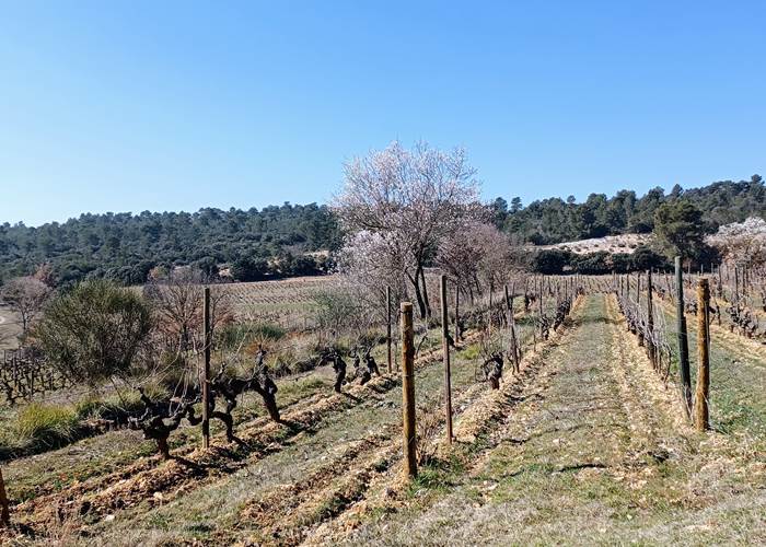Les vignes du Luberon