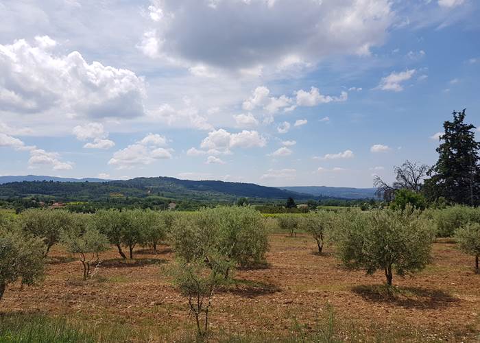 Champs d'oliviers à Villars