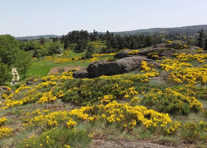 Chemin de randonnée en Margeride au milieu des genêts en fleur