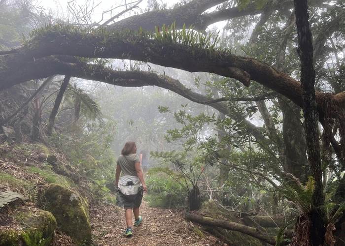 Promenade en forêt tropicale