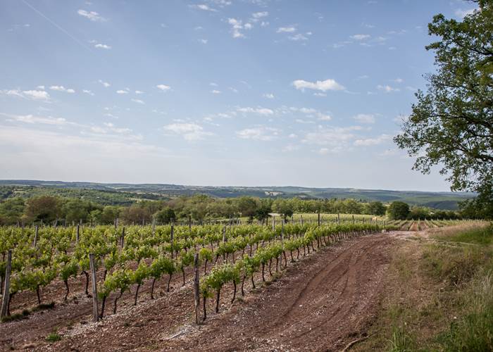 Vignes de Rocamadour
