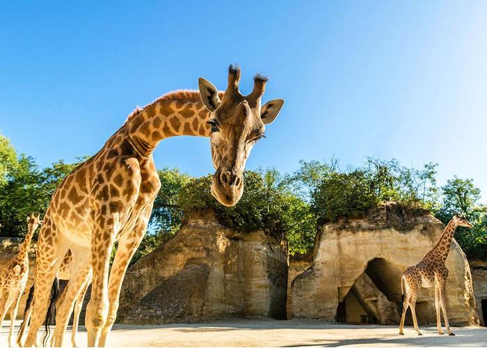 Bioparc de Doué-la-Fontaine