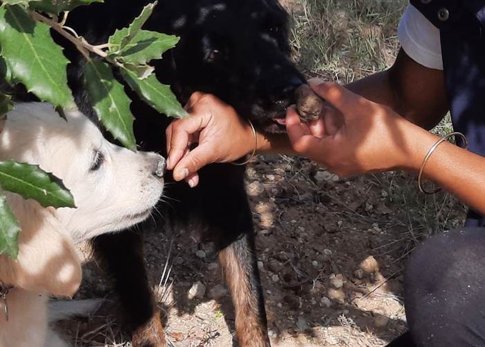 Découvert de la truffe "Mas D'antonin "