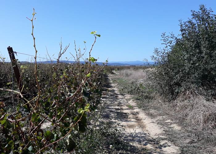 les vignes