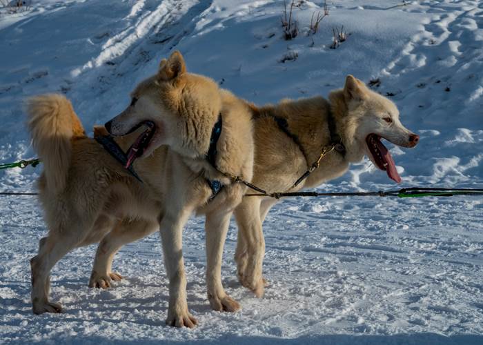 Huskys