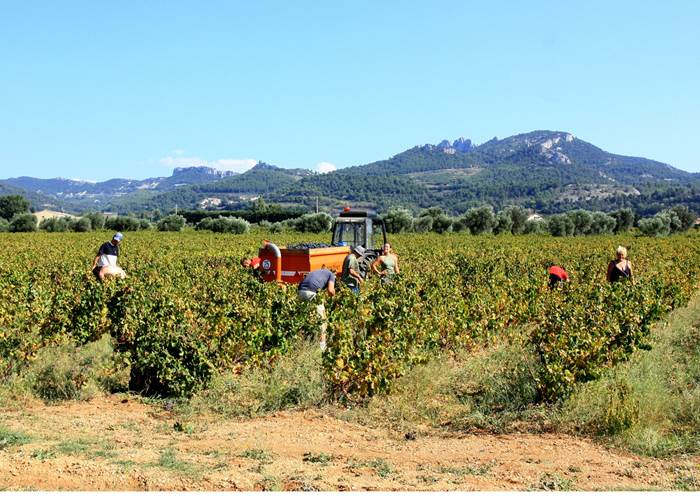 Les Vendanges dentelles de Montmirail. Copyright.3597--HOCQUEL_A_-_VPA-1600px
