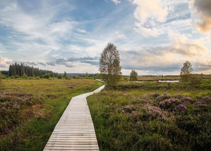 Explorez les plus beaux paysages des Hautes Fagnes.