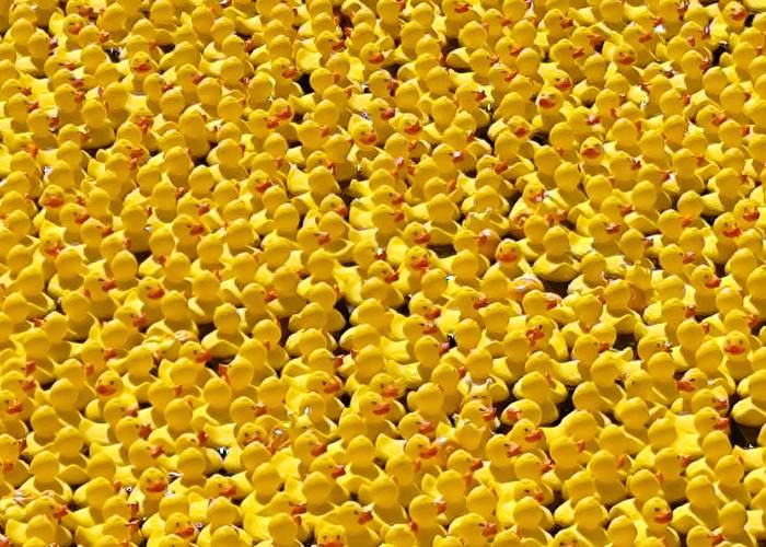 Namur: 10.000 canards au Canamurois... qui va gagner?