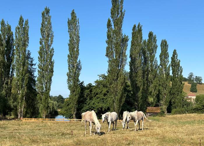 Les beaux sabots du Clos Lavaux