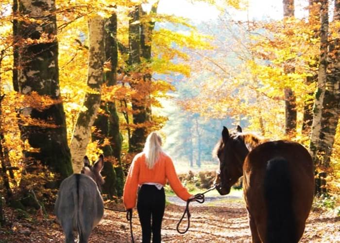 chambresdhotes-forets-couleursoranges-automne-randonnees-hautecorreze
