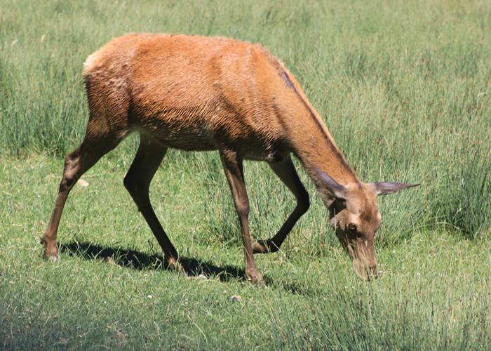 Biche du parc animalier