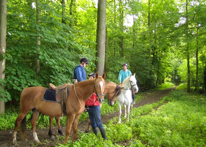 Château de Behen Allée Chevaux
