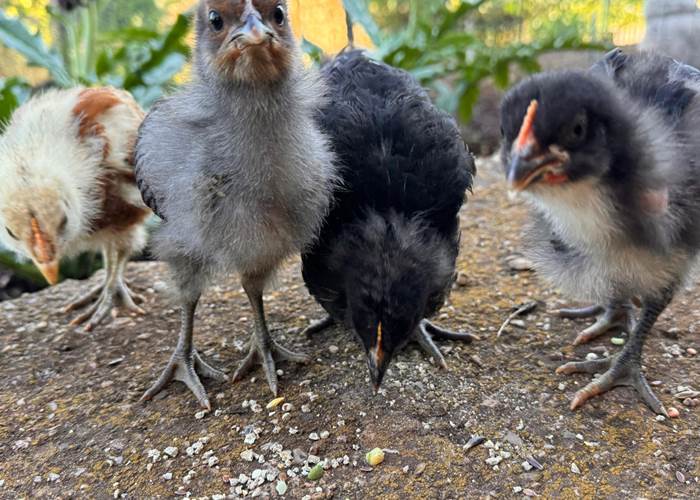 Poussins de La Maison des Etoiles