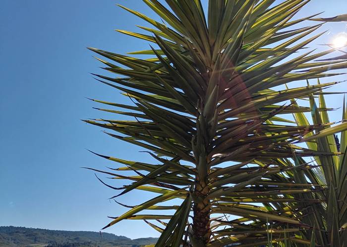 Allez vous balader à travers vigne pour vous vous ressourcer