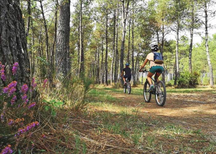 randonnee-dans-les-Pins-landes