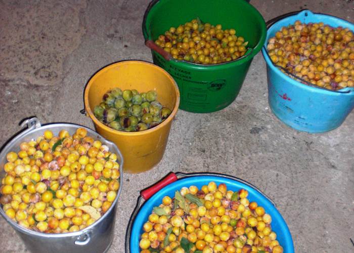 la cueillette des mirabelles
