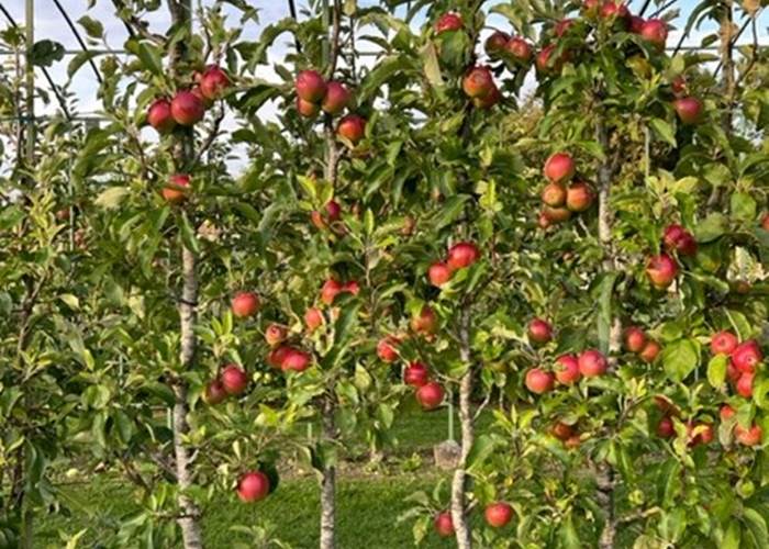 Pommier en contre-espalier