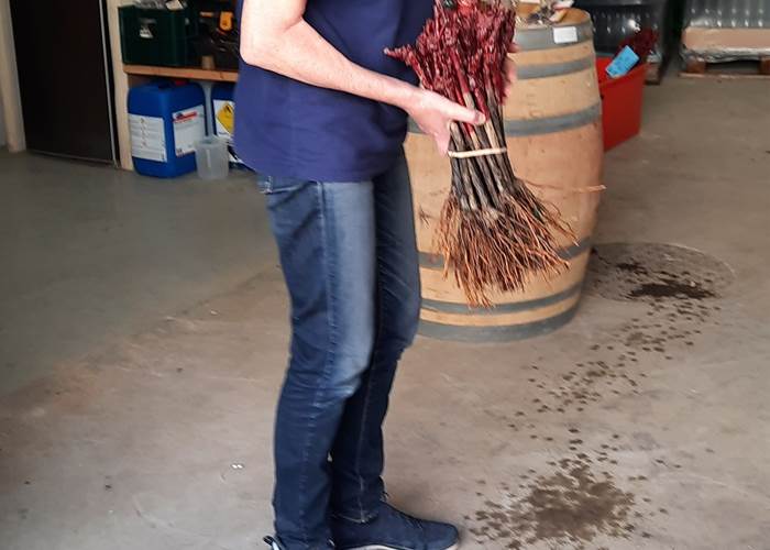 Juliet explique avec passion la vigne