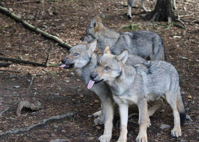 loup 3