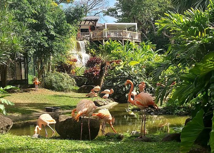 le jardin botanique - Deshaies - Guadeloupe