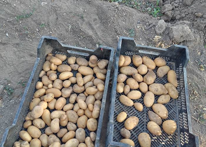 Les légumes du potager Le Coq du Nord Mailhac dans votre assiette
