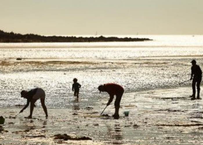 Pêche à pied Morbihan