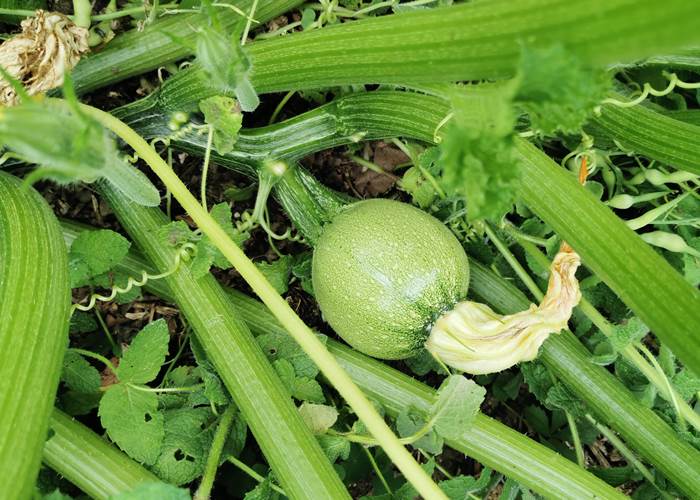 Jeunes courgettes 100% bio
