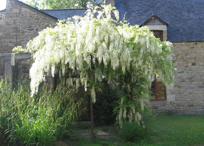 Glycine devant l'accueil de La Guyonnais