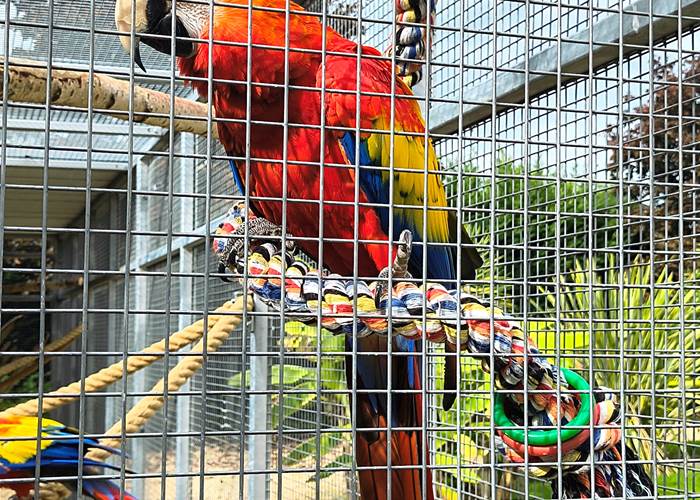 Nala, ara macao curieuse et observatrice dans notre chambre d'hôtes familiale proche du Zoo de La Flèche