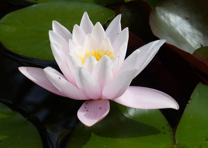 Observer les fleurs de nénuphars