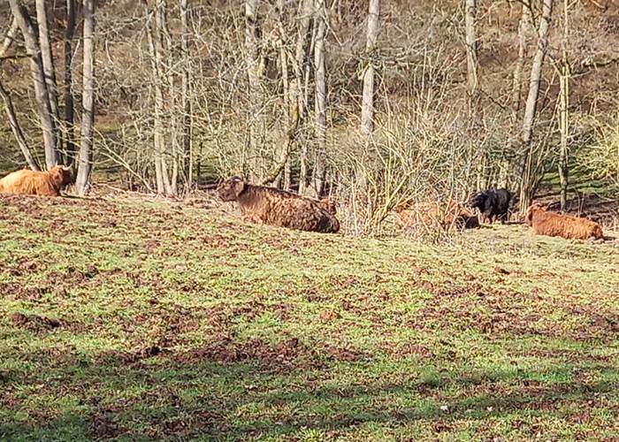 Les animaux se reposent