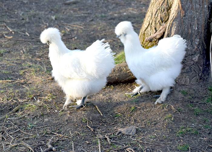 Les poules de soie-page