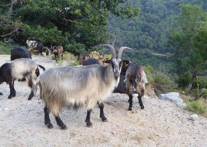 Chèvres Corses de Race Locale / Domaine Cardu