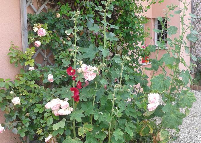 jardin