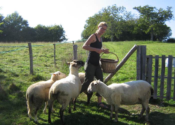 schapen madelinde
