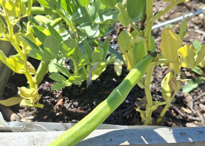 Verger et potager bio