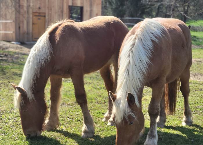 Nos Blonds: Mighty et Licorne