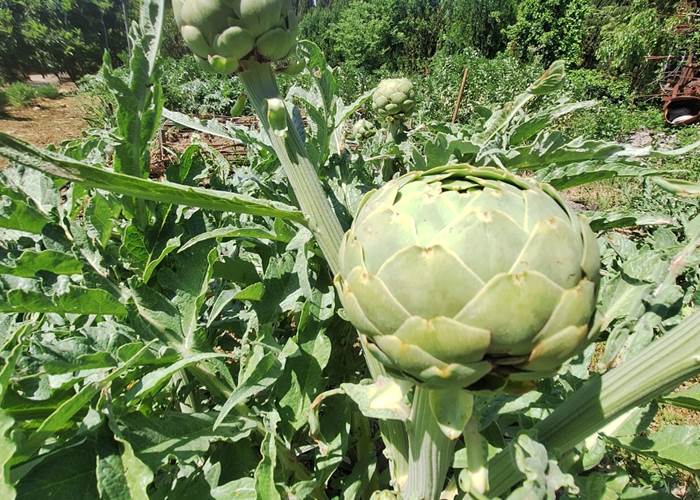 Récolte de légumes  dans un jardin bio des Alpilles en Provence