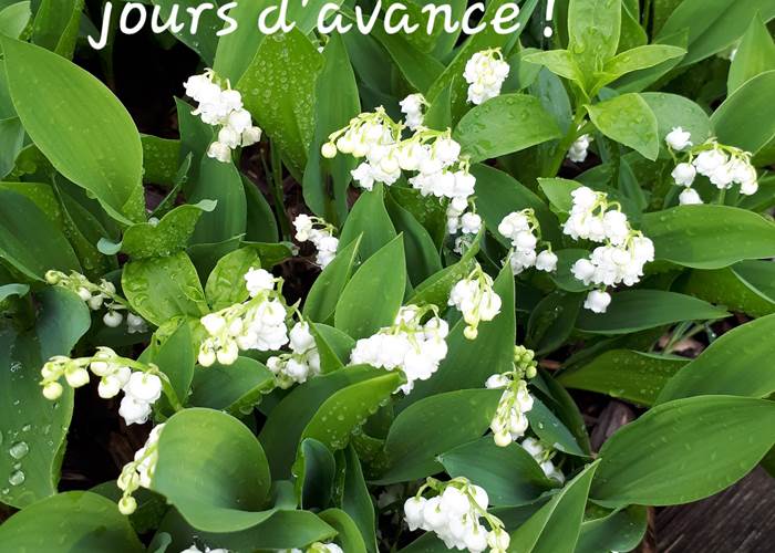 Le muguet est arrivé avec 10 jours d'avance - Moncoutant-news
