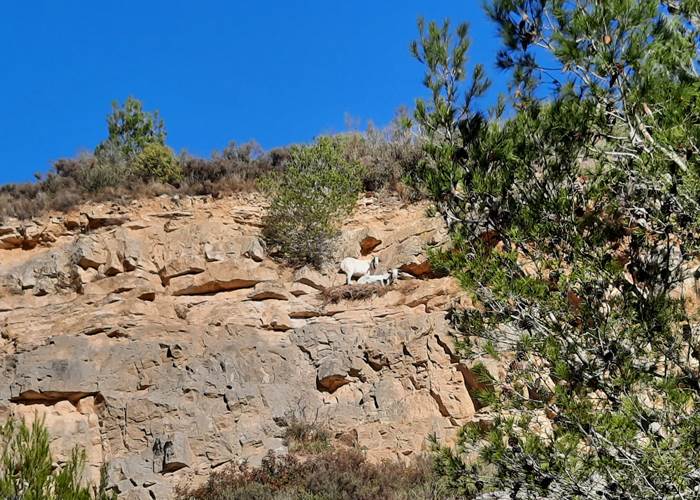 de belles rencontres lors de vos randonnées à Mailhac